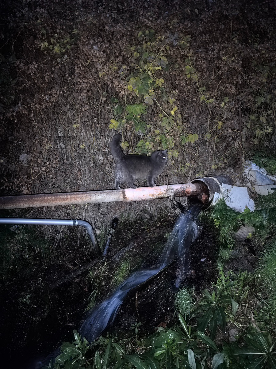 Забор за стеной хмеля за кошкой