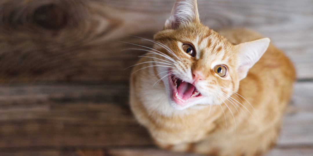 🐱О чём кошка говорит с вами целыми днями, но вы не понимаете