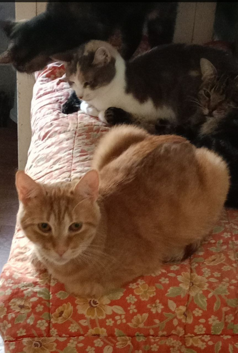 Захар ищт семью...