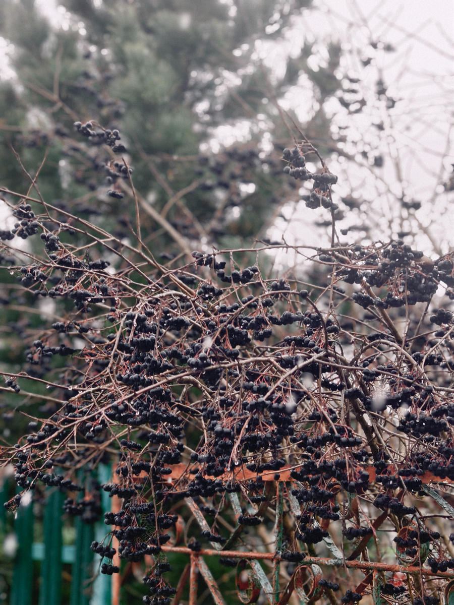 Черноплодная рябина