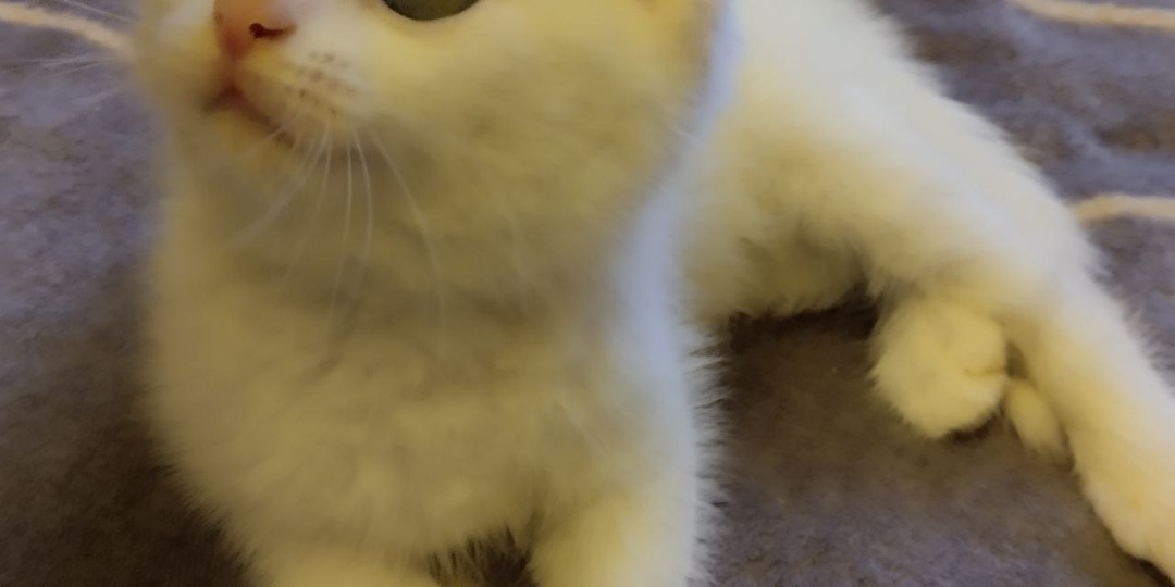 С первым снегом на улице нашли вот такую снежинку! Ищем дом.