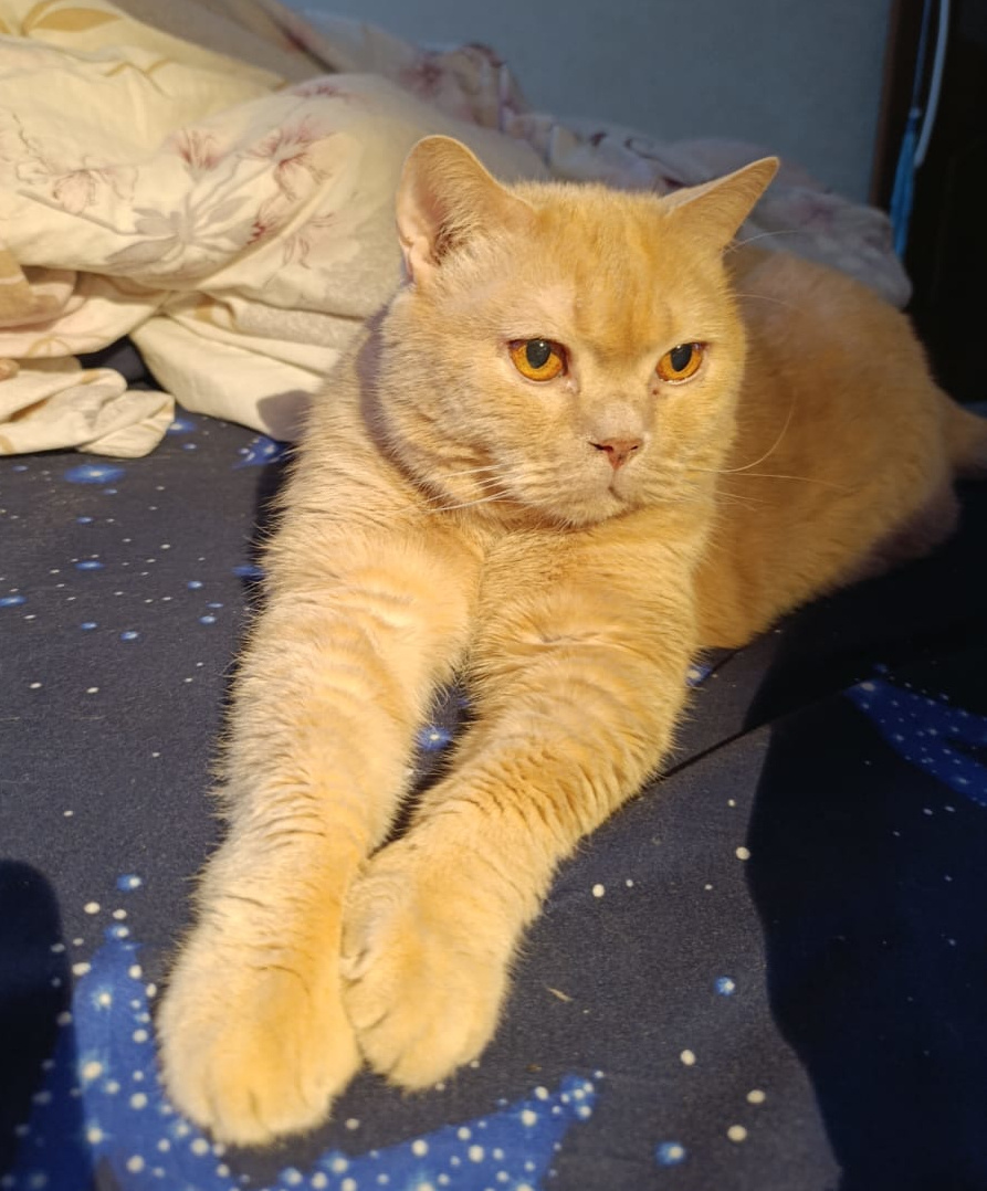 Матерый кот