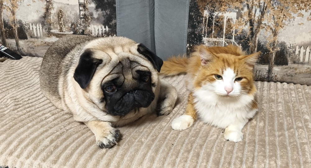 Дневник мопса: перемирие на диване