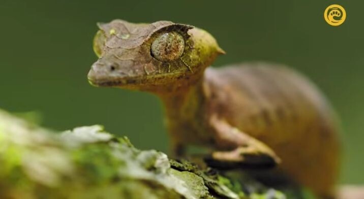 Смотришь на него и кажется, что это кусочек коры ожил и смотрит на тебя. 