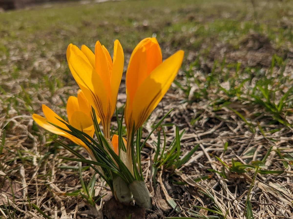 Крокус на лужайке - одна луковица, зарытая осенью 2021 года