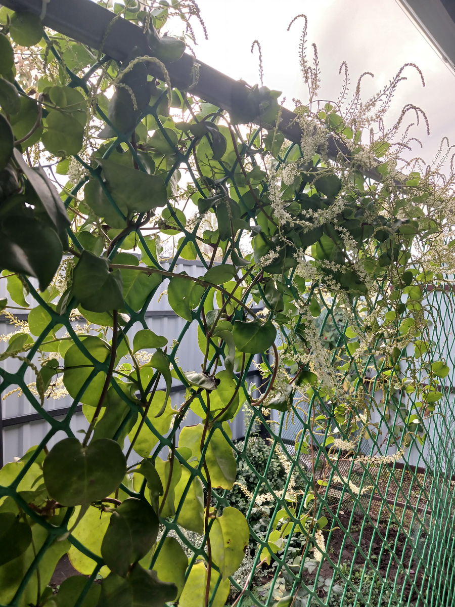 Цветущая изгородь