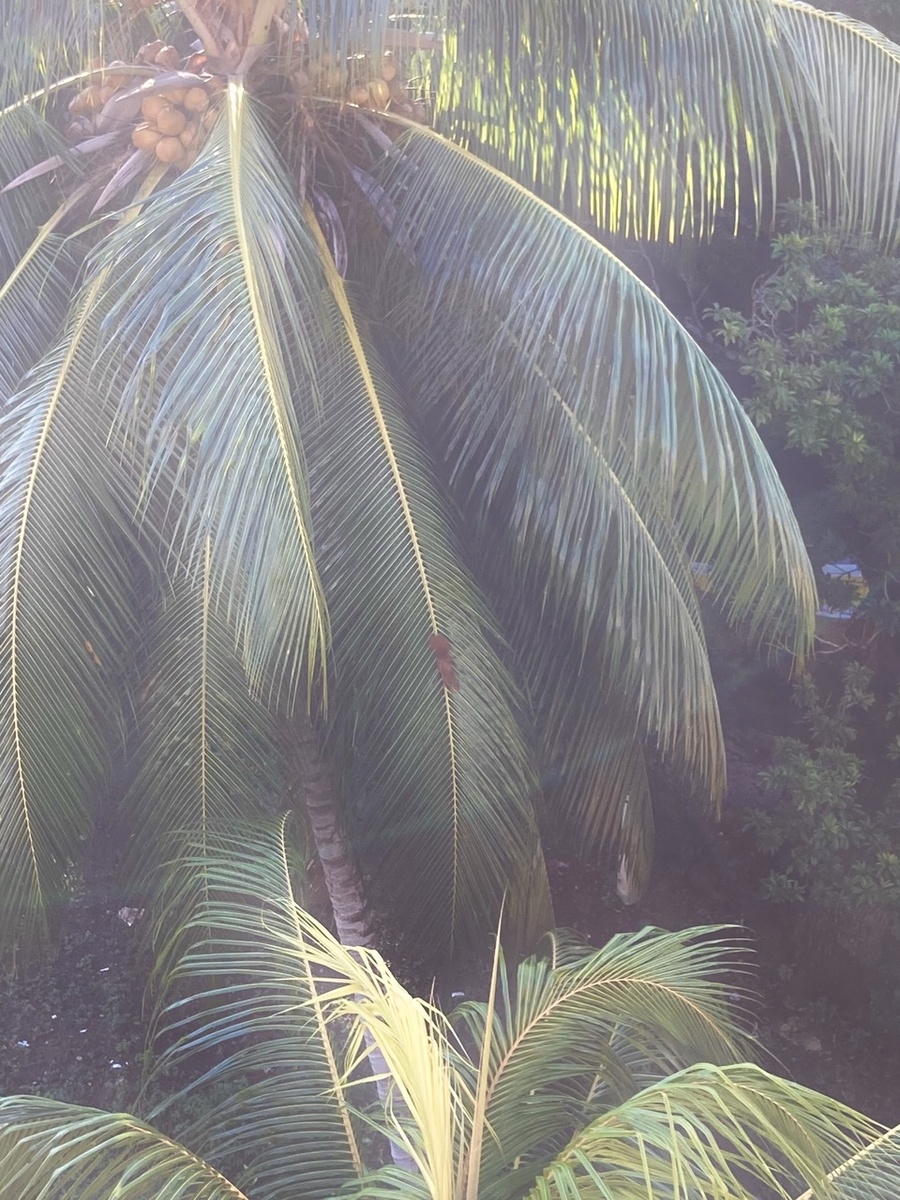 Внезапно — белочка на пальме по дороге в госпиталь