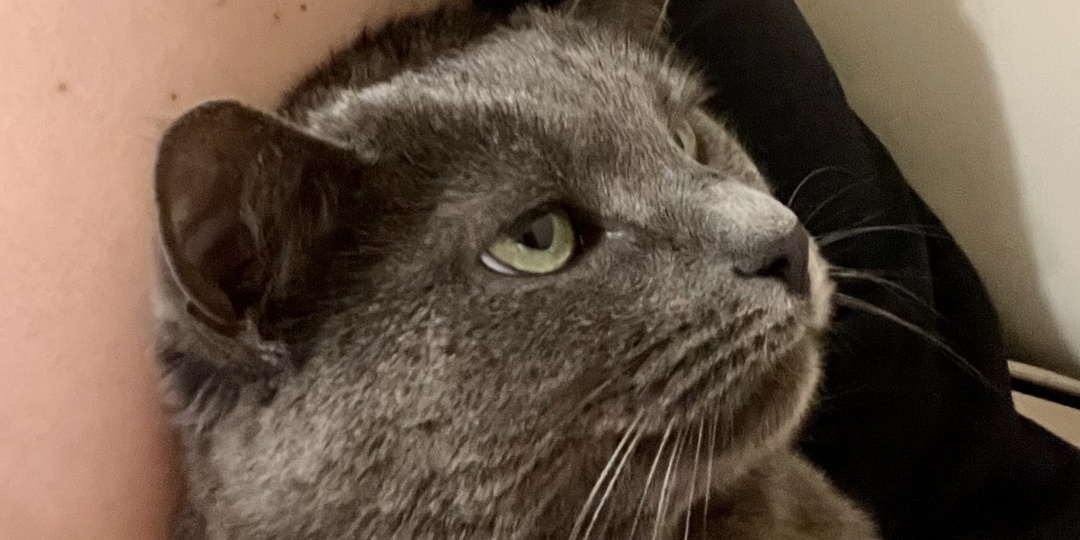 Вот так вот доверяешь кошке, а оказывается зря. Как меня подставили по полной