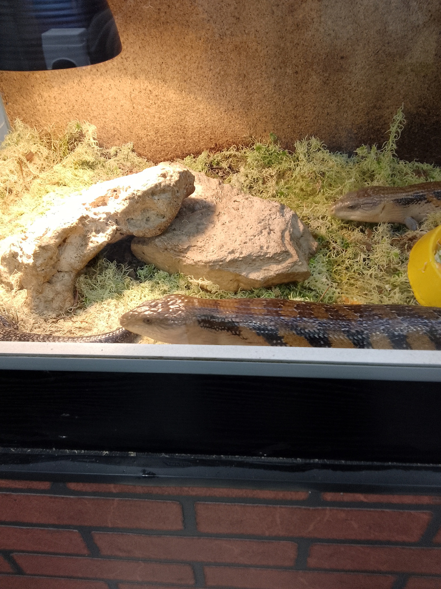 Сцинки в террариуме. 