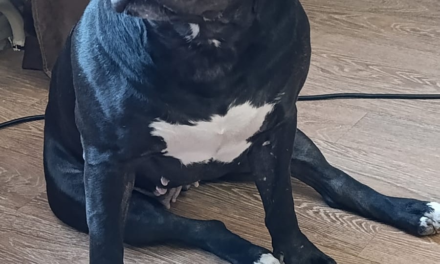 🆘🆘🆘 SOS! Альфе СРОЧНО НУЖНА ПОМОЩЬ! 💔 Предательство не выбирают! 😢