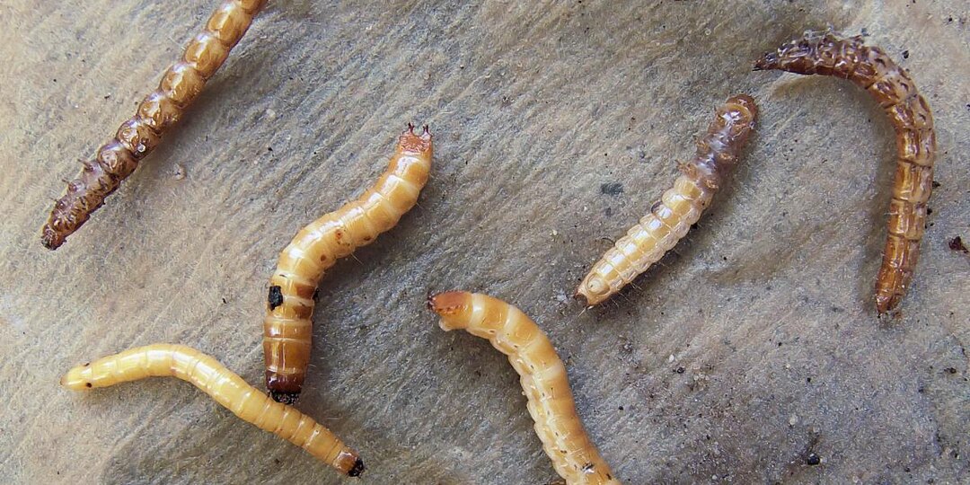 Проволочник размножается активнее на заросших участках