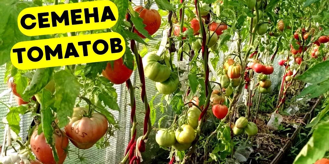 "Растим вместе, ищем сами!