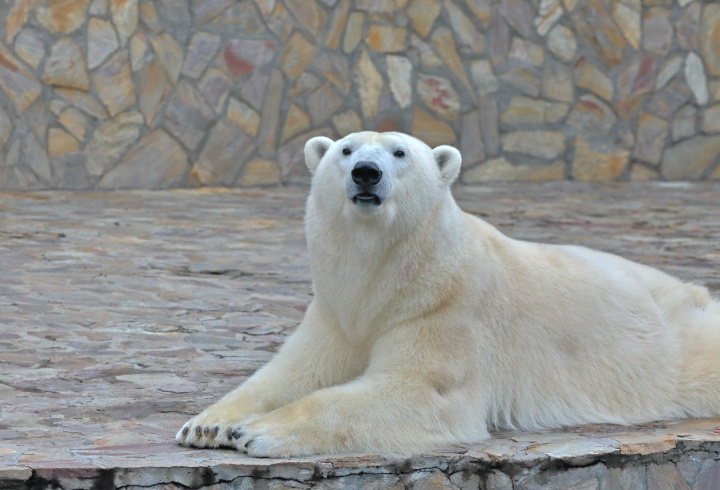 фото: t.me/lenzoopark