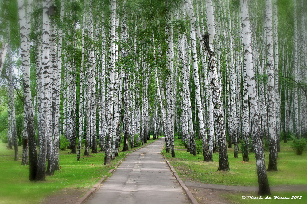 Канадские березы