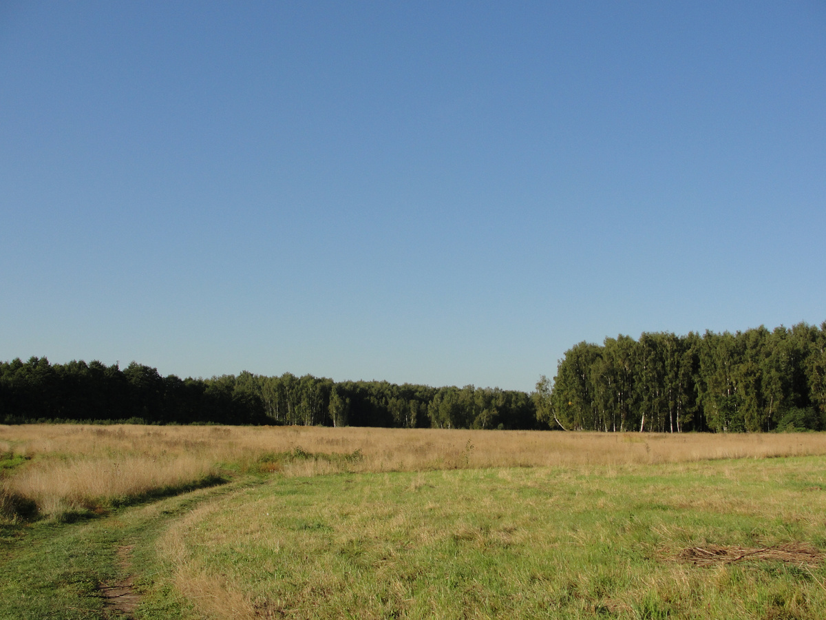 Березовые леса на Юге Подмосковья, недалеко от дачи. Фото Старого Солдата