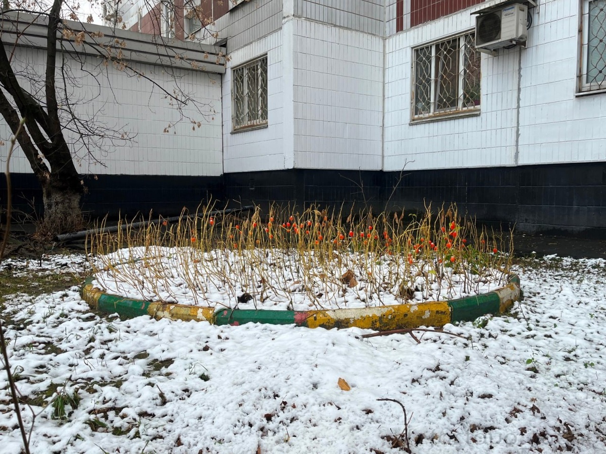 Китайские фонарики на первом снегу