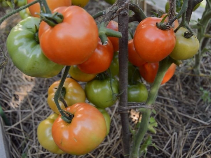 Томат Белый налив 241. Фото: otomatah.ru