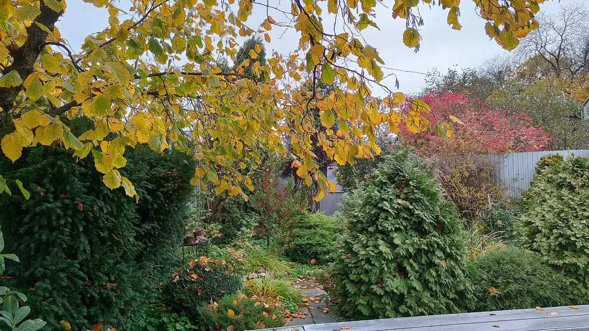 29.10.2025 г. На орехе фундук уже пожелтели листья, а вдали краснеет соседская калина.