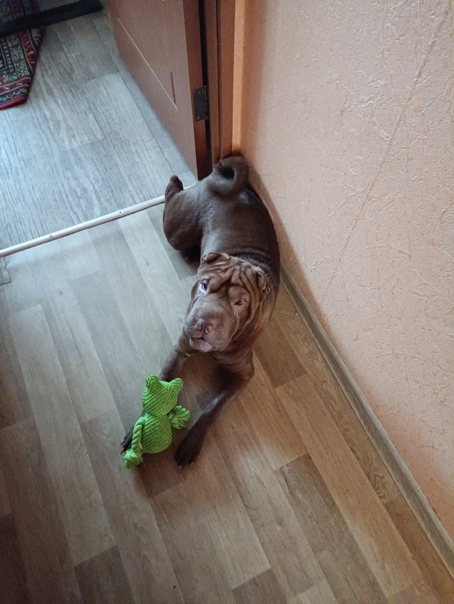 Алиска - лошадка и её любимый Жабе́. 