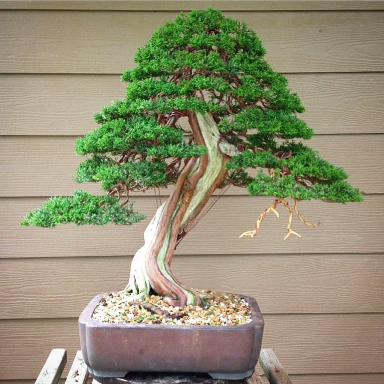 Наросший каллюс на мёртвой части стволя (сяри)