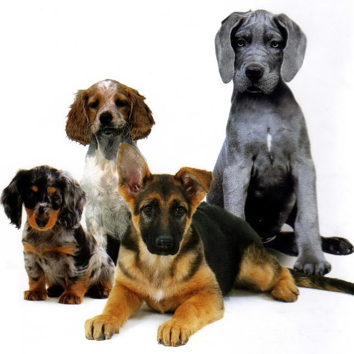 Совет №1. Да, все щенки очень милые. Но нельзя руководствоваться одним только внешним видом! Всегда тщательно изучайте породу, которую хотите завести. 