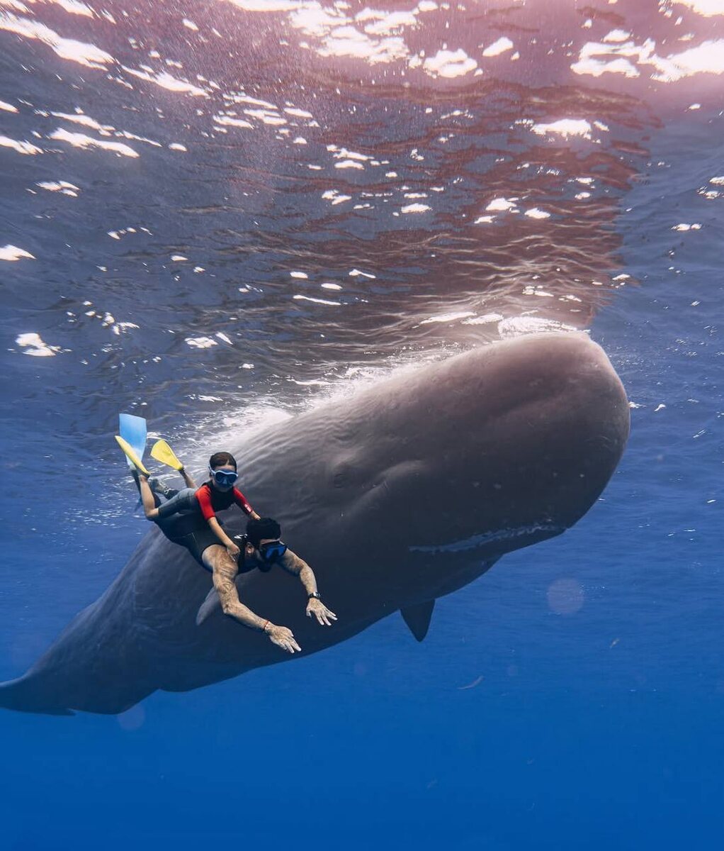 Тимати показал сыну китов. Фото: соцсети