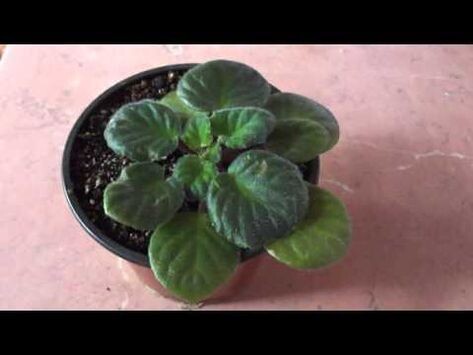 Фиалка замедлилась в росте.