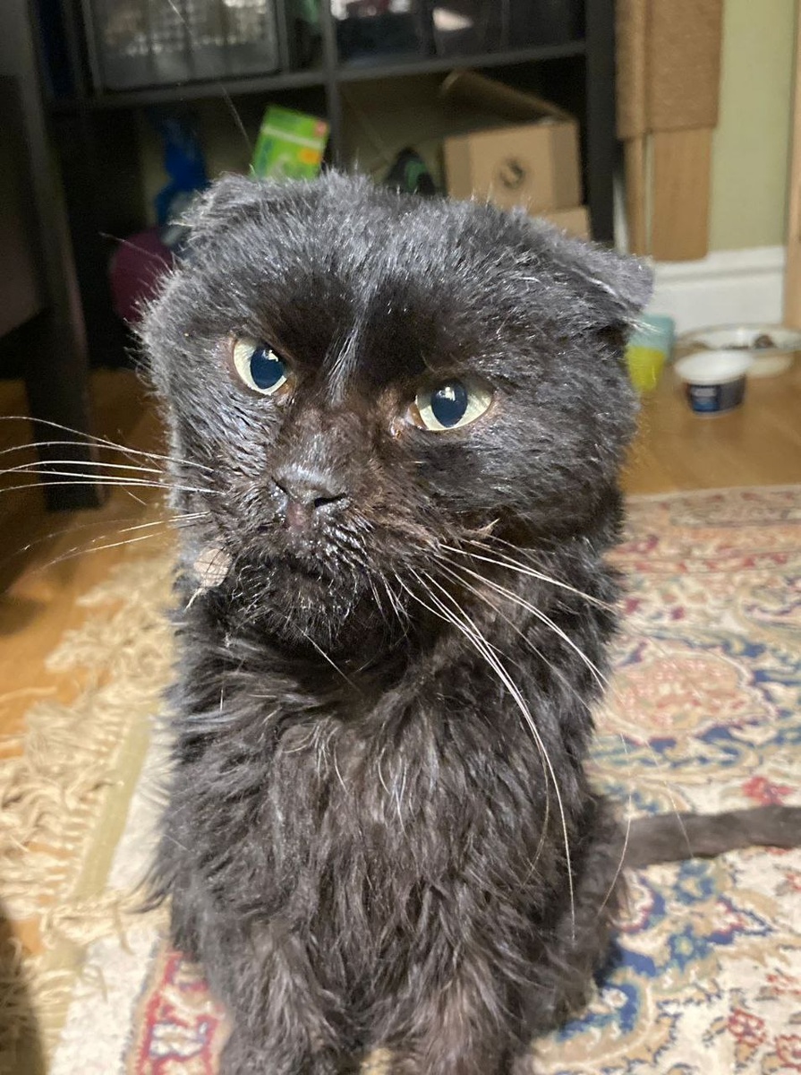 Да не забанит меня Дзен за мою сопливую морду