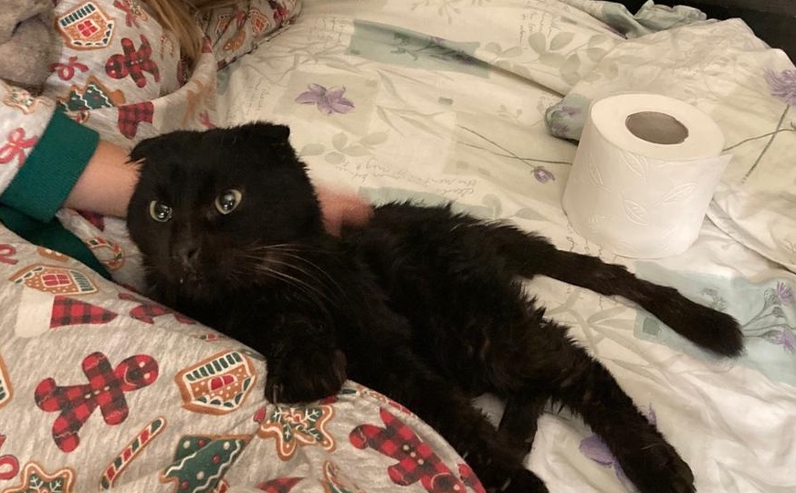 Жиздринский «Ботан». Трогательная история кота из Жиздры