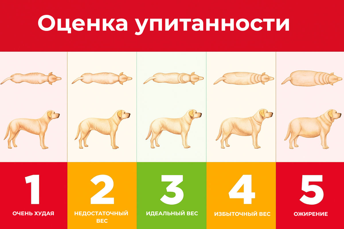 Оценка упитанности по шкале BCS