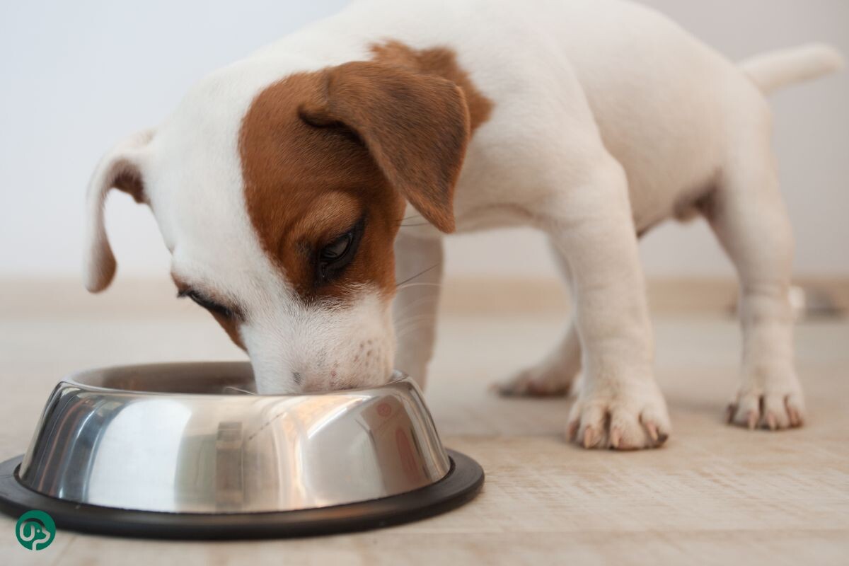 Щенок ест корм 