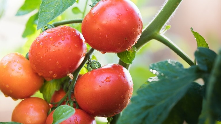 Устойчивые сорта спокойно переносят дождливую погоду и не чернеют к концу лета