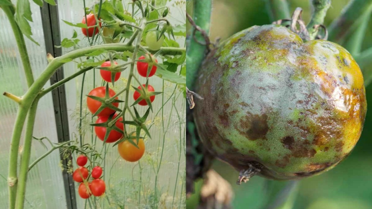 Слева устойчивый сорт в конце августа, справа обычный томат в то же время