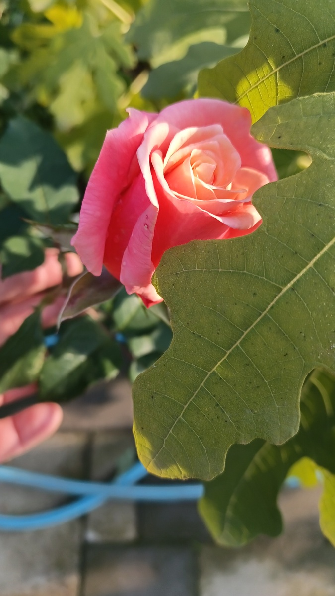 Вот такие розы у меня ) 🔥