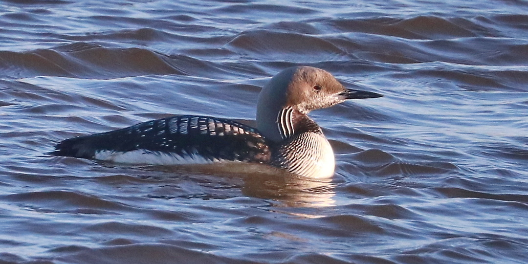 Чернозобая гагара