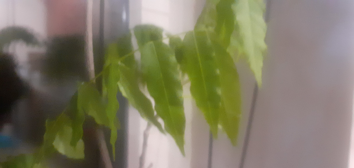 К вечеру глициния листики складывает. 