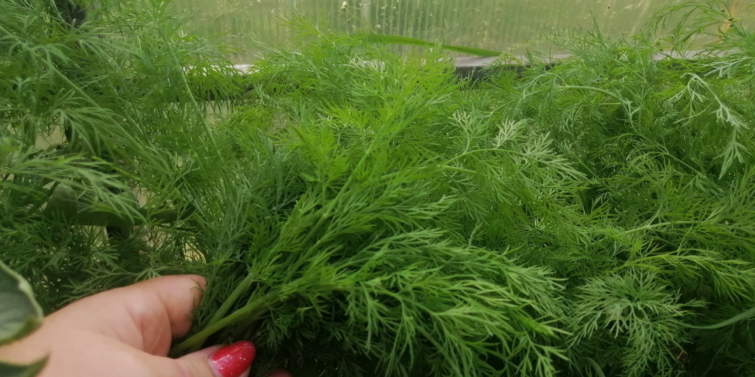 Выращиваю пышный укроп за 3 недели без удобрений. Исправил 5 ошибок