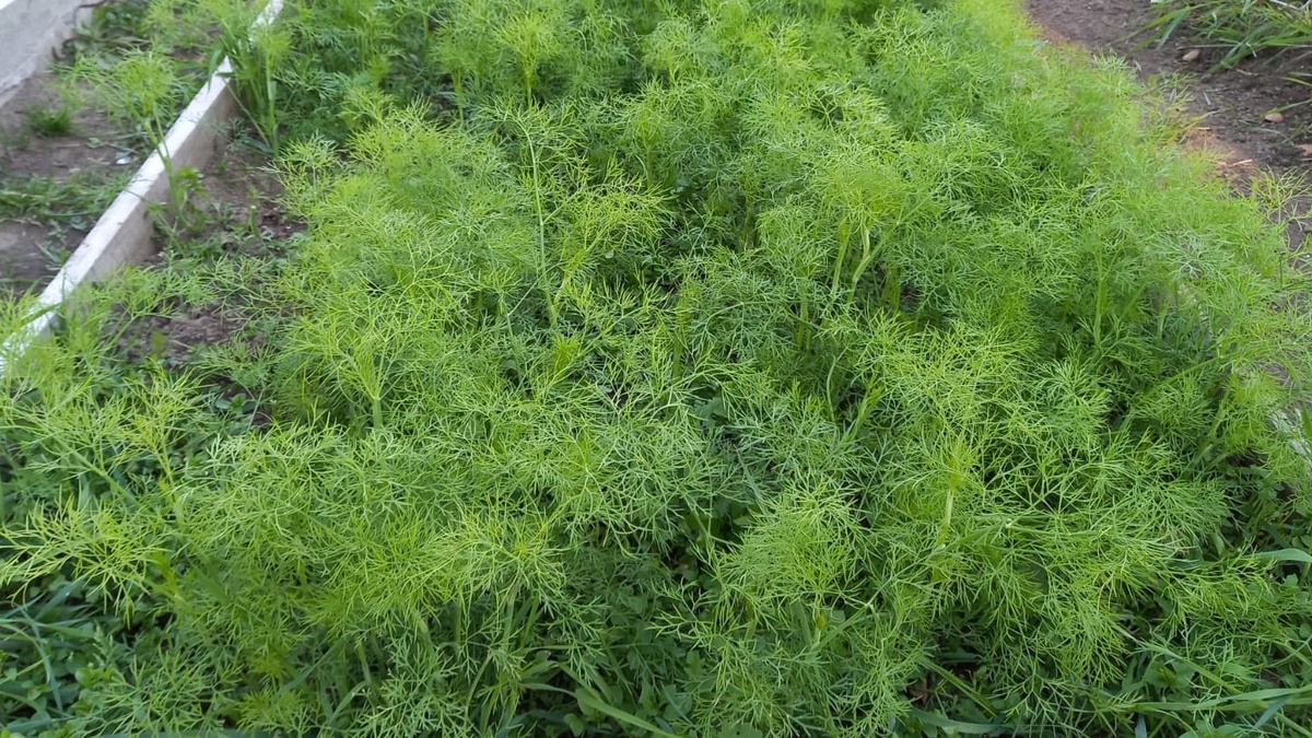 Раньше сыпал семена щедро, думал - больше посею, больше получу.