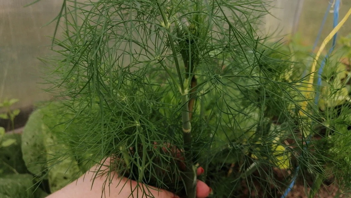 Прогрев почвы - ключ к успеху осеннего посева укропа