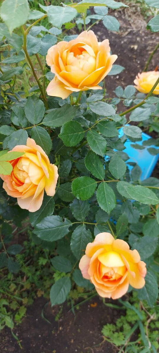 Леди оф Шаолот в середине мая 2025