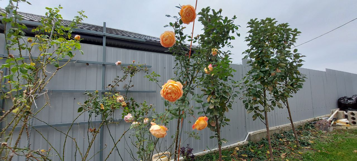 Леди оф Шалот. в середине ноября 2025