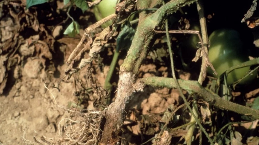 Результат неправильного дренажа - гибель растений от корневой гнили