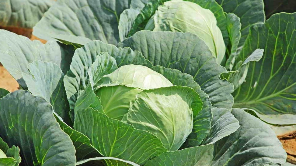 Самые надежные поставщики семян - "Гавриш", "СеДеК", "Аэлита".