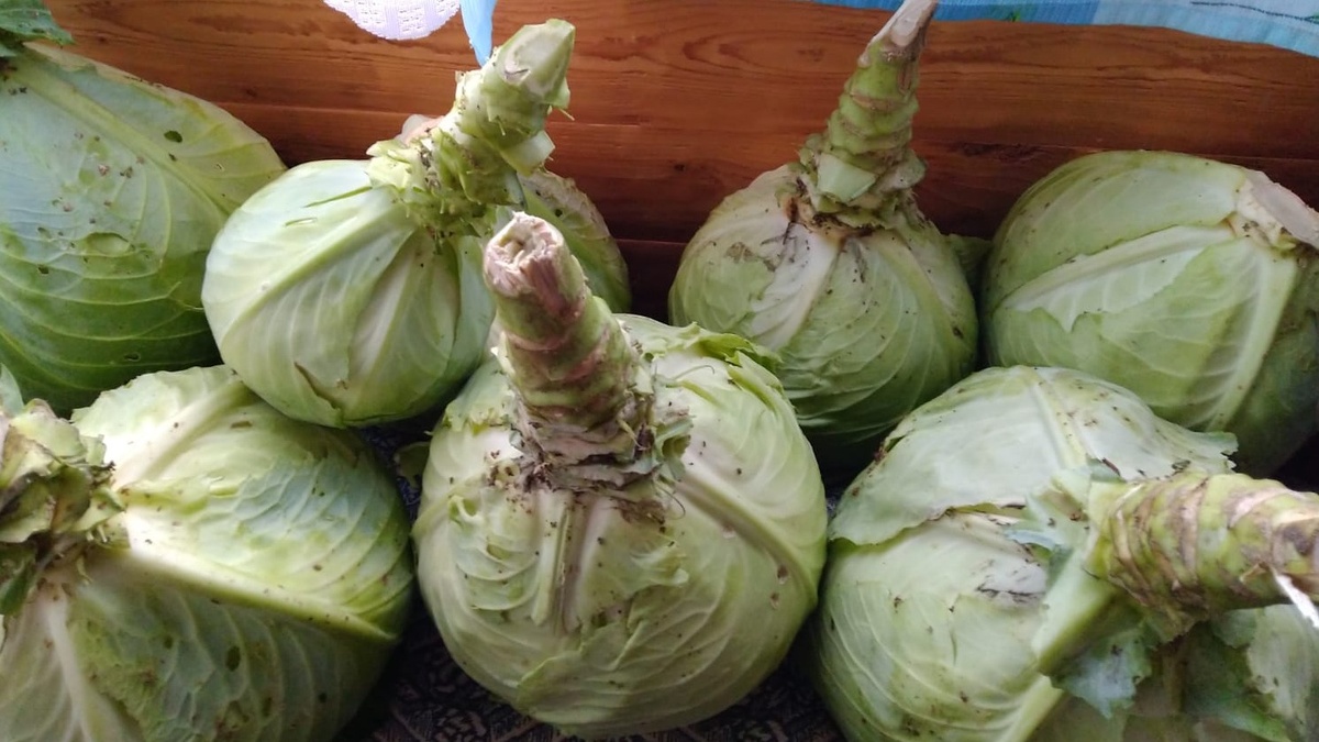 Мои проверенные сорта капусты весом от 4 до 8 килограммов - основа зимних заготовок