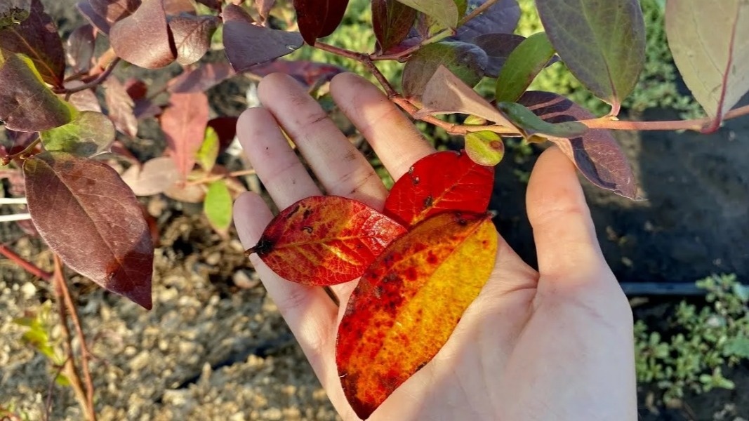 Вот что осталось от моих 15 тысяч рублей после двух лет экспериментов