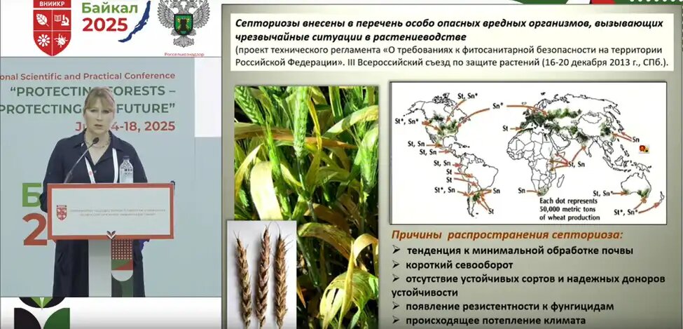 Елена Васильевна Пахолкова, ФГБНУ «Всероссийский исследовательский институт фитопатологии»