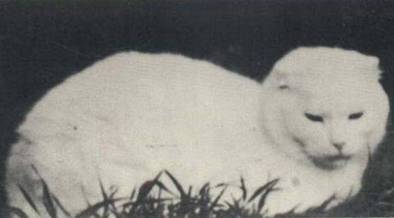 Кошка Сьюзи, родоначальница породы