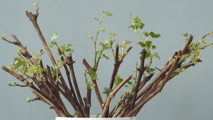 Укореняю большинство растений за 5-10 дней натуральными добавками. Проверил на 15 культурах