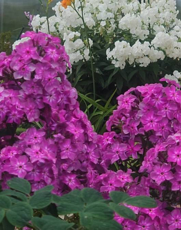 2. В галерее 2 фото, листайте