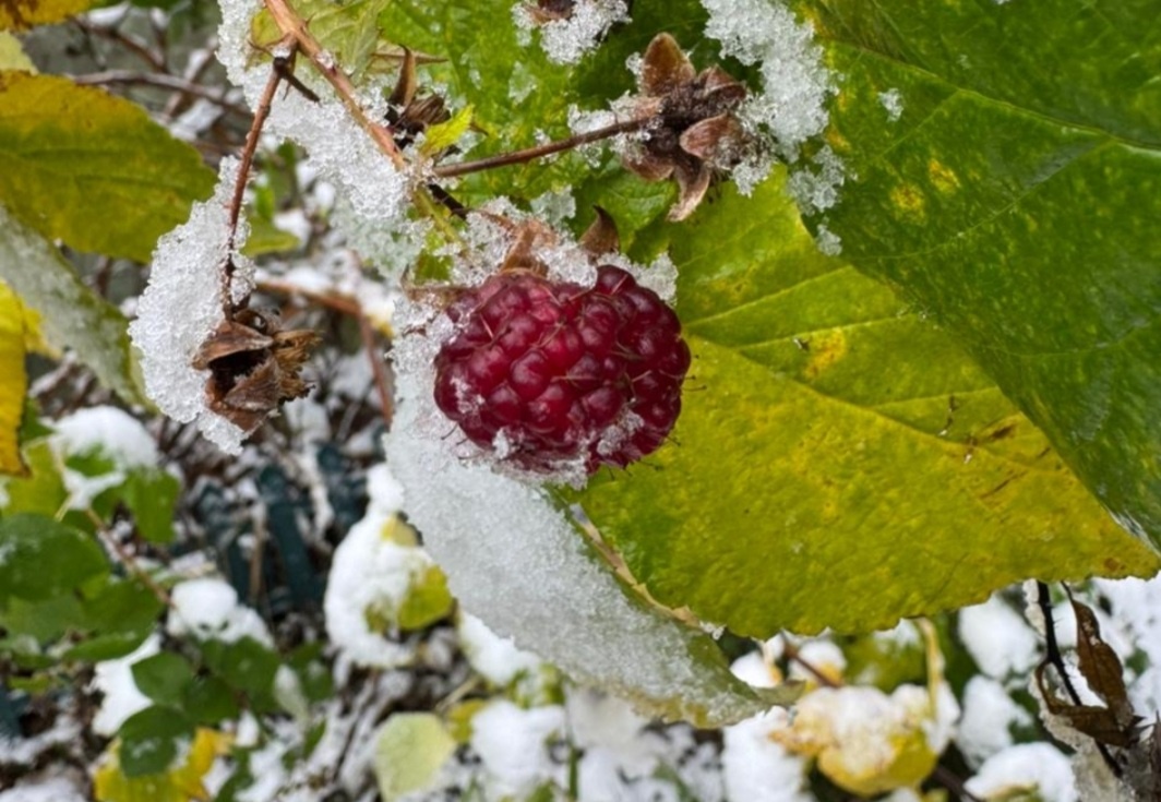 Фото сделано вчера в Подмосковье